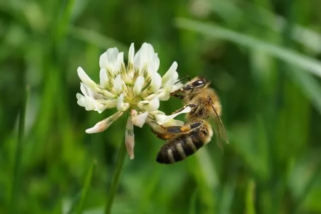 Foto einer Biene auf einer Blüte, Bienenweide